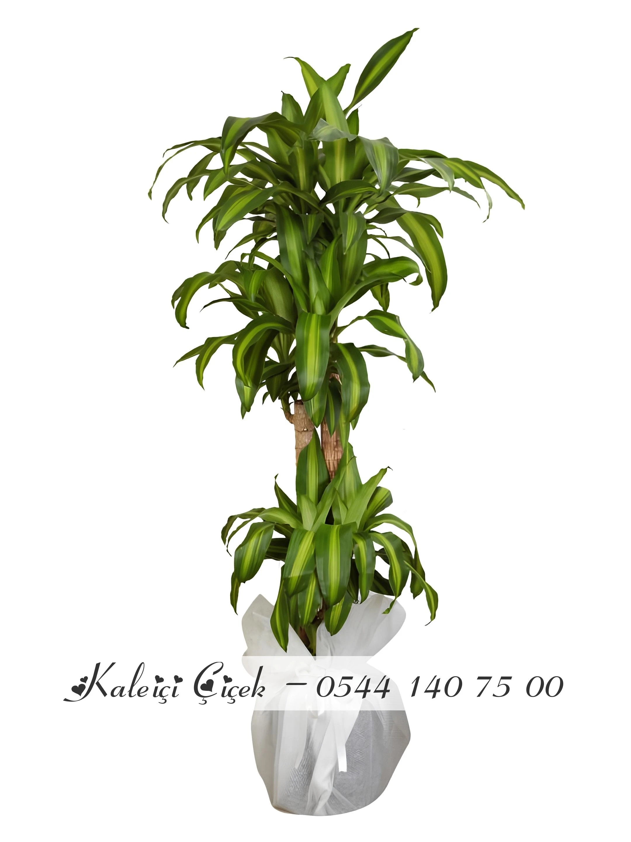 4 kök Massengena Çiçeği