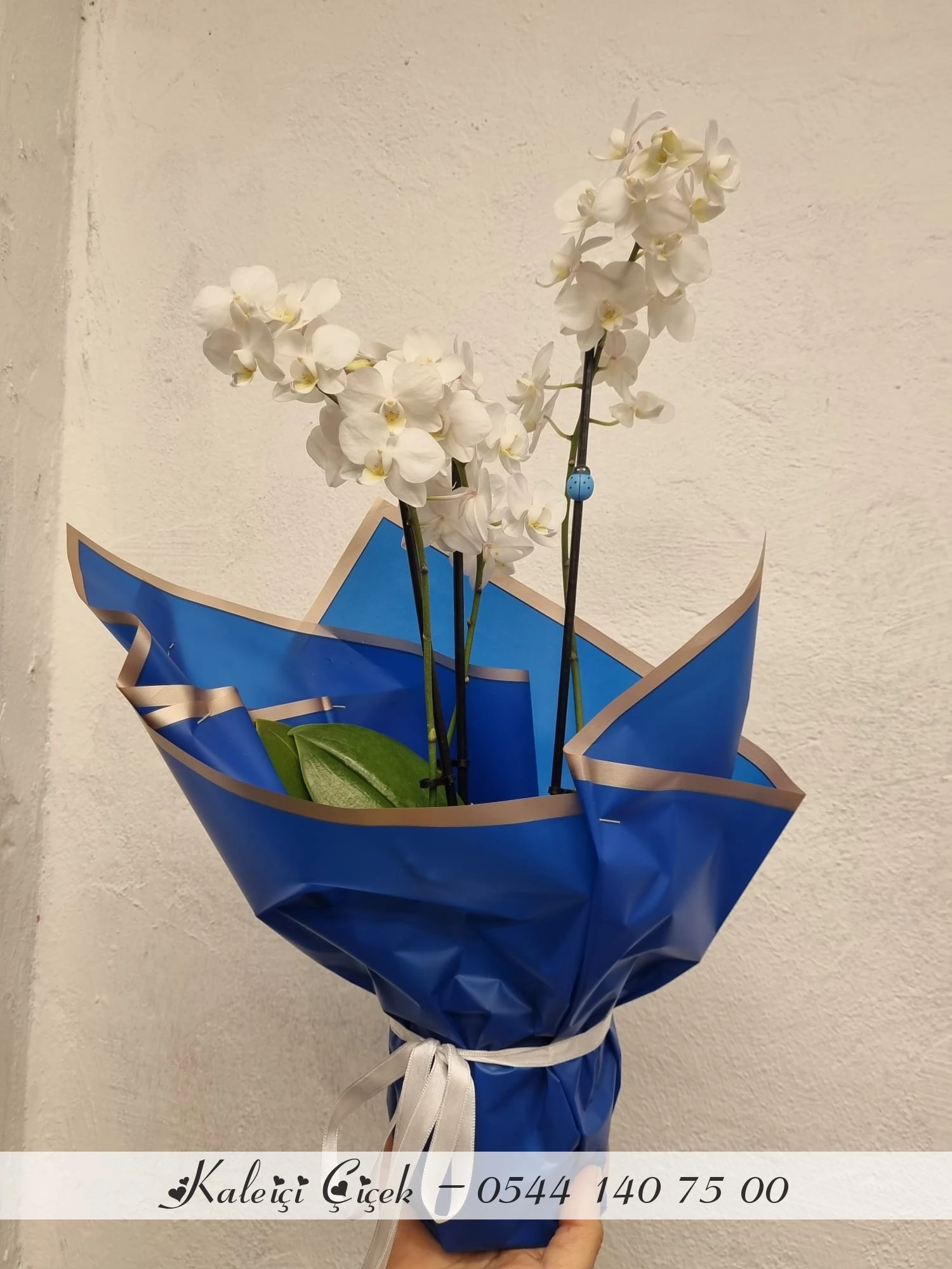 Beyaz Çift Dal Orkide