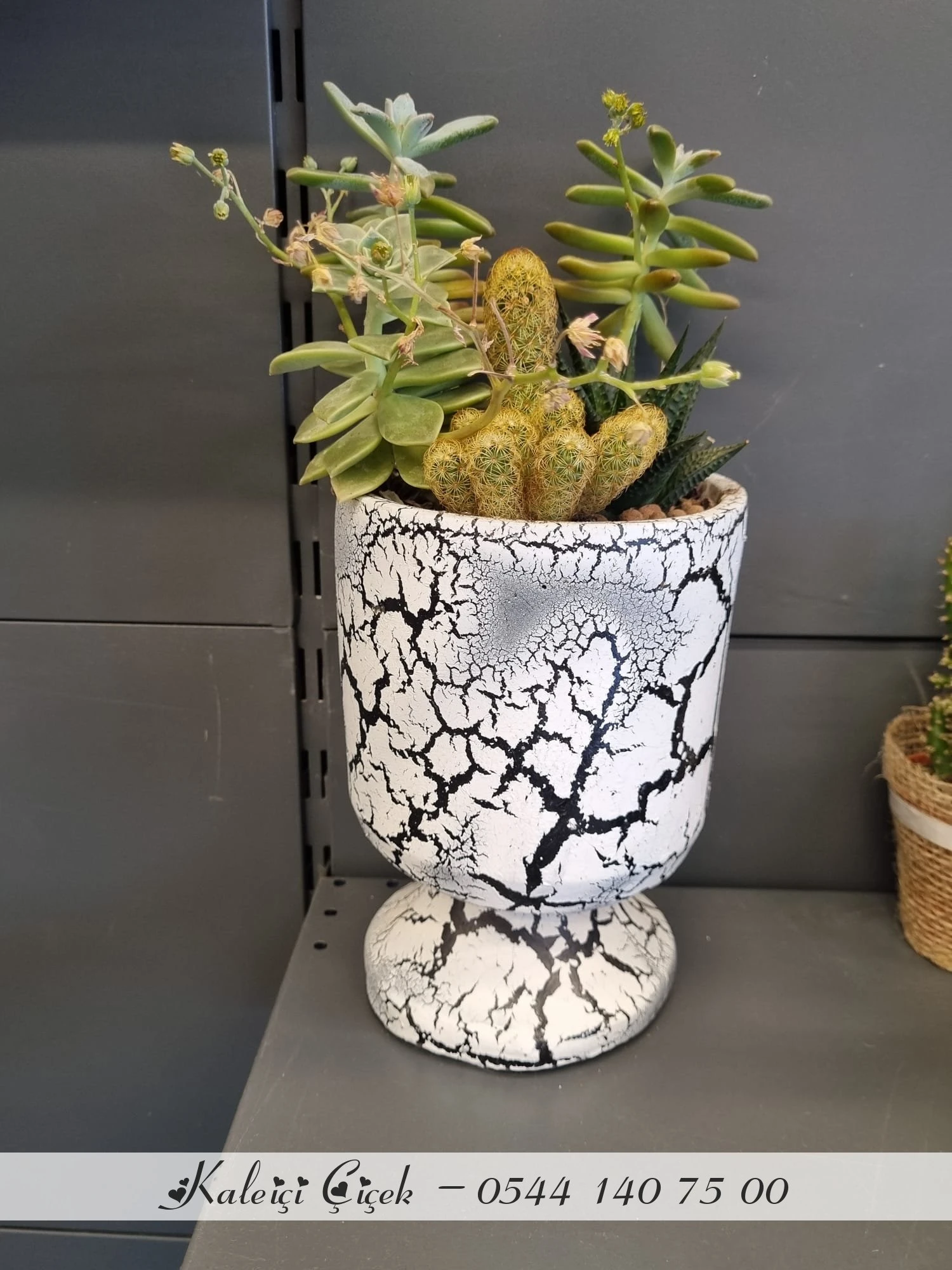 BEYAZ KUPA SAKSIDA KAKTÜS VE SKULENT