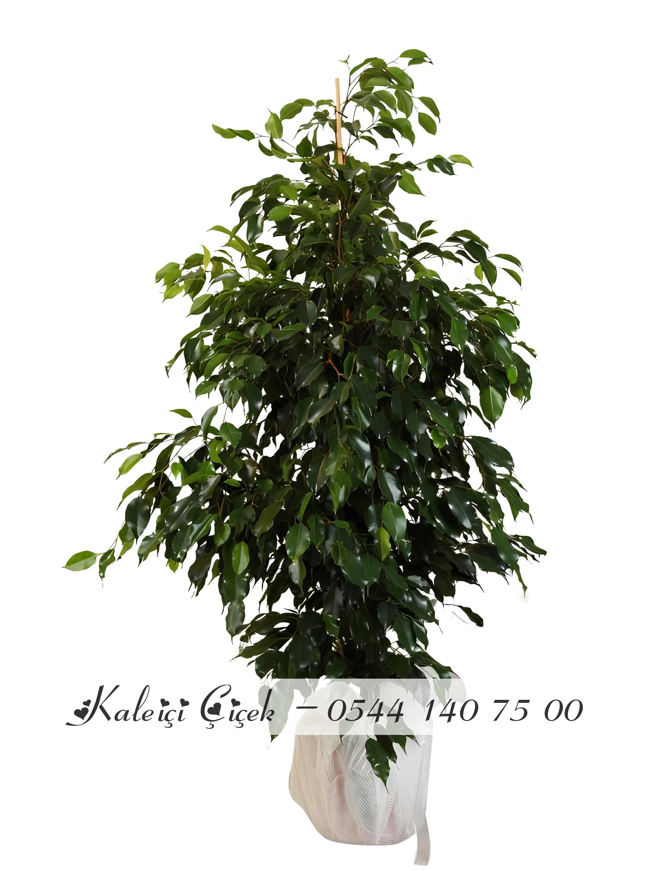Büyük Boy Ficus Benjamin