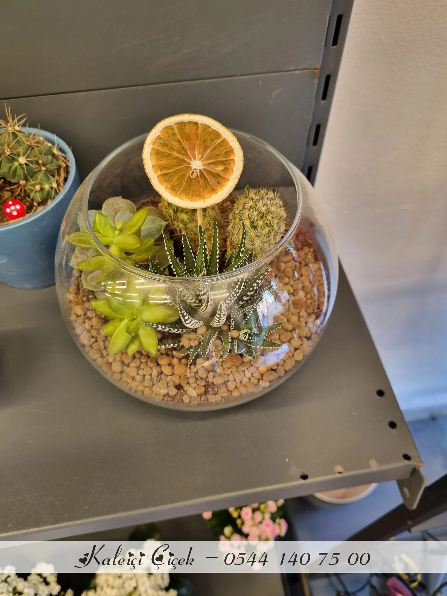 CAM FANUSTA KAKTÜS VE SKULENT