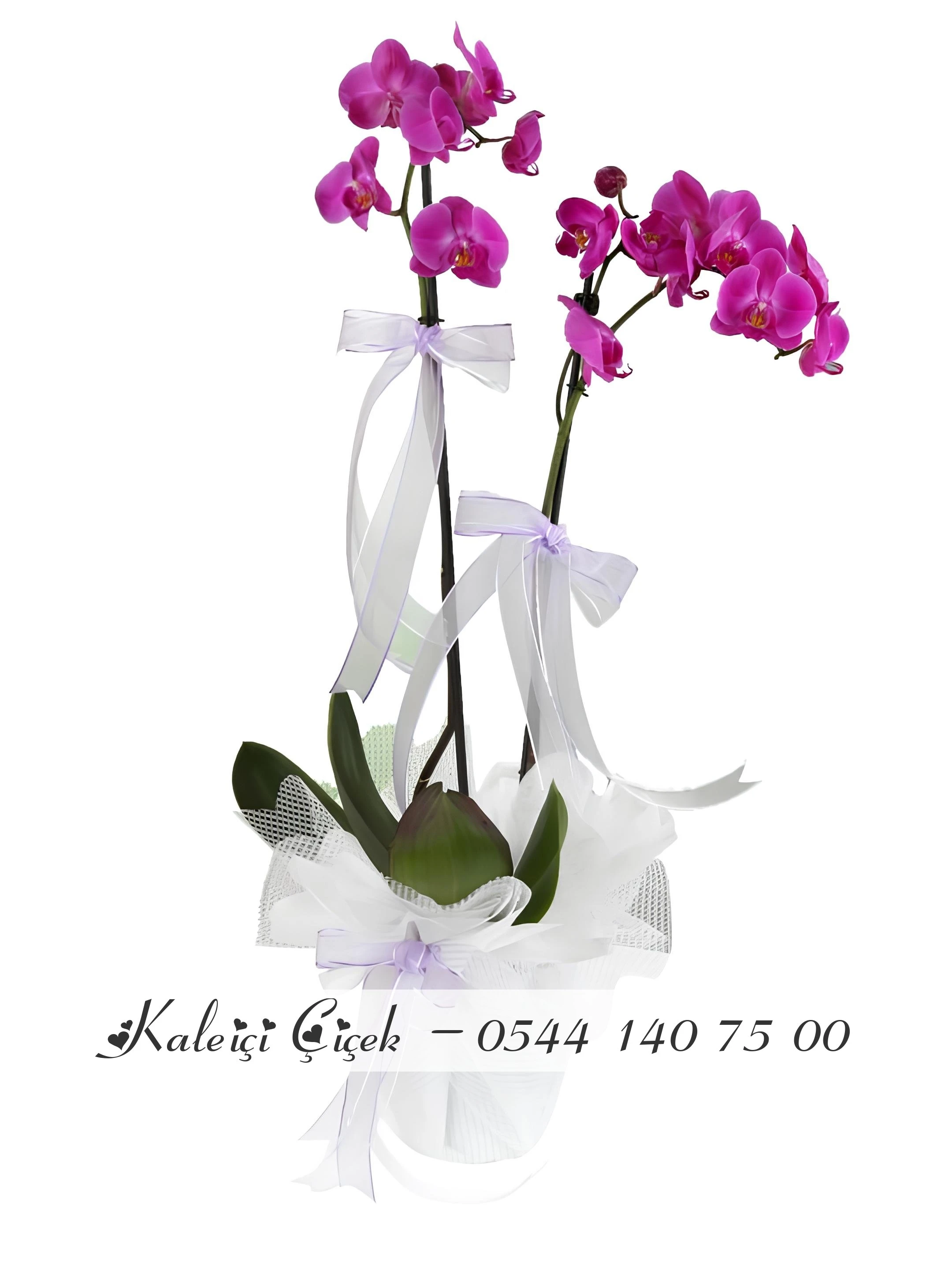Çift Dal Aşılı İthal 1.Sınıf Fuşya Orkide