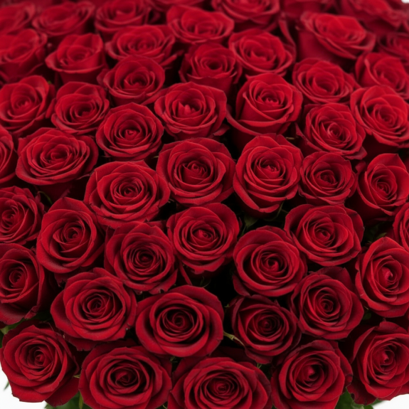 101 Adet İthal Kırmızı Gül 75Cm