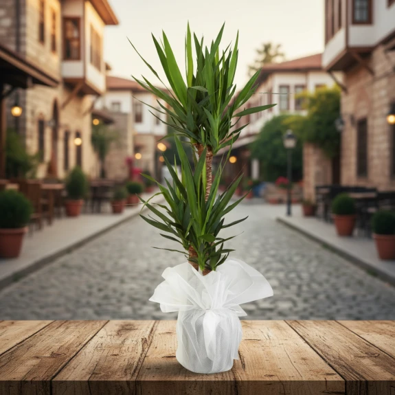 3'Lü İthal Yucca Çiçeği