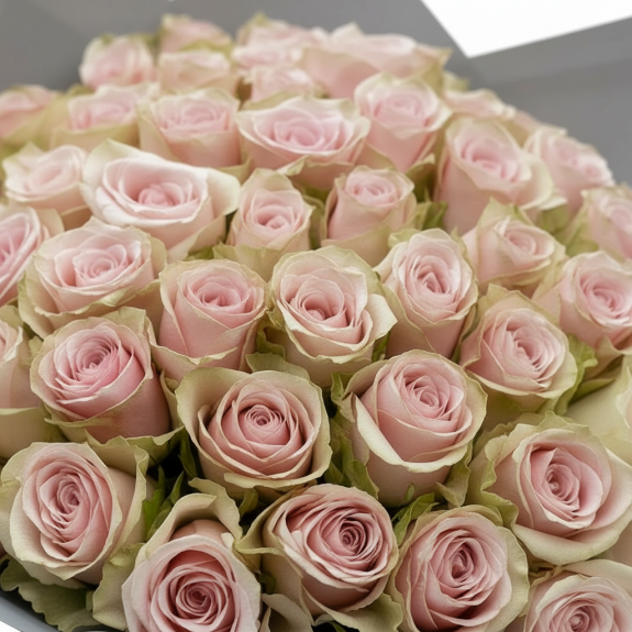 51 Adet İthal Pudra Pembe Gül