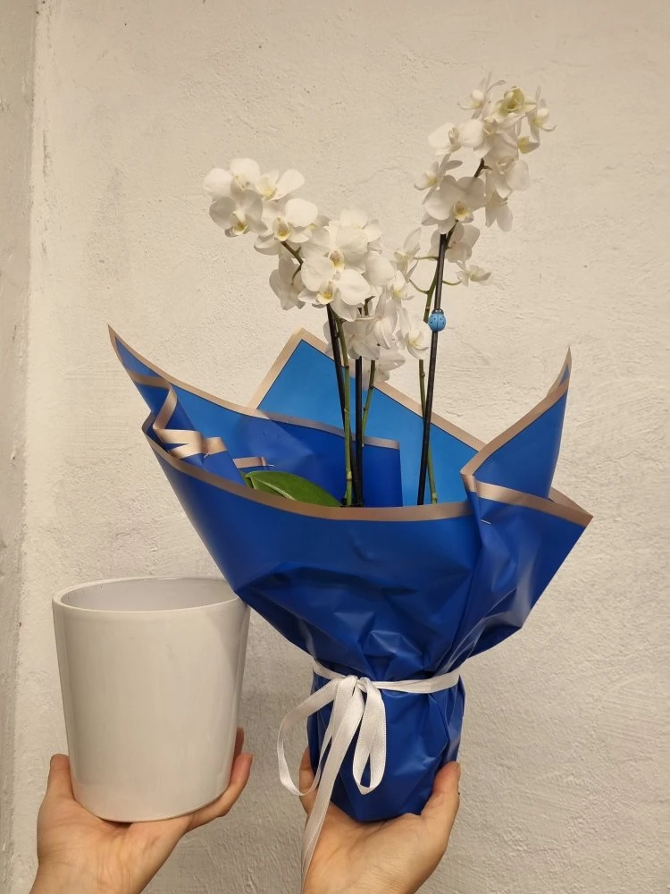 Beyaz Çift Dal Orkide Seramik Saksılı