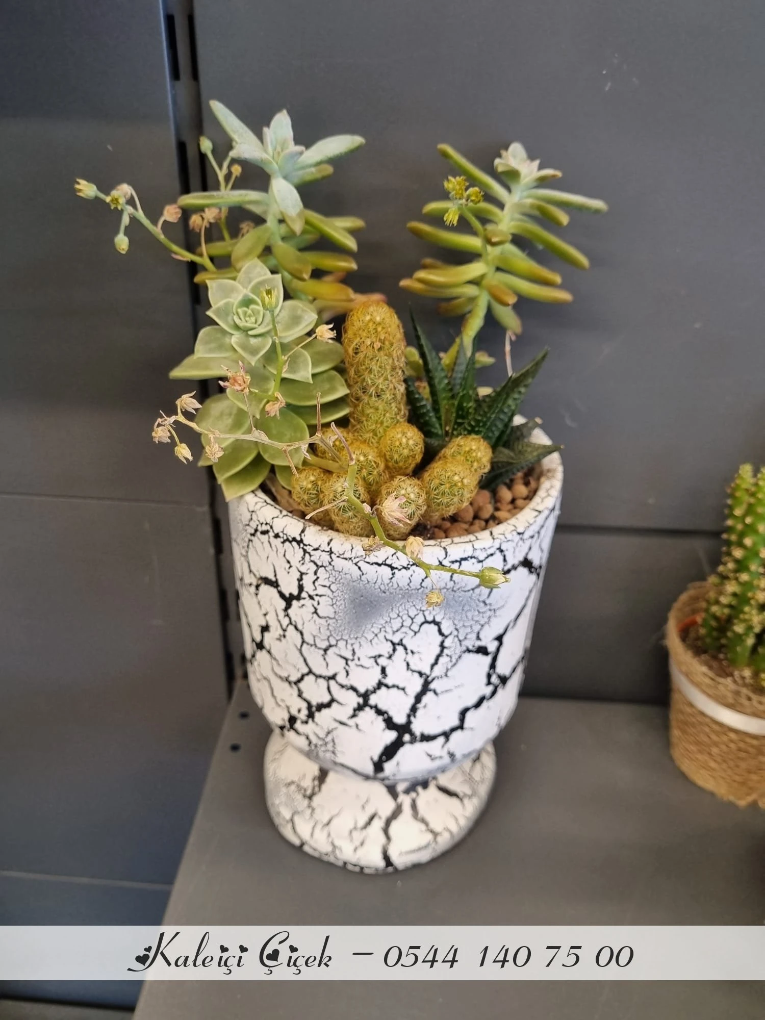 BEYAZ KUPA SAKSIDA KAKTÜS VE SKULENT