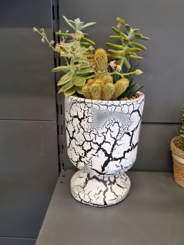 BEYAZ KUPA SAKSIDA KAKTÜS VE SKULENT