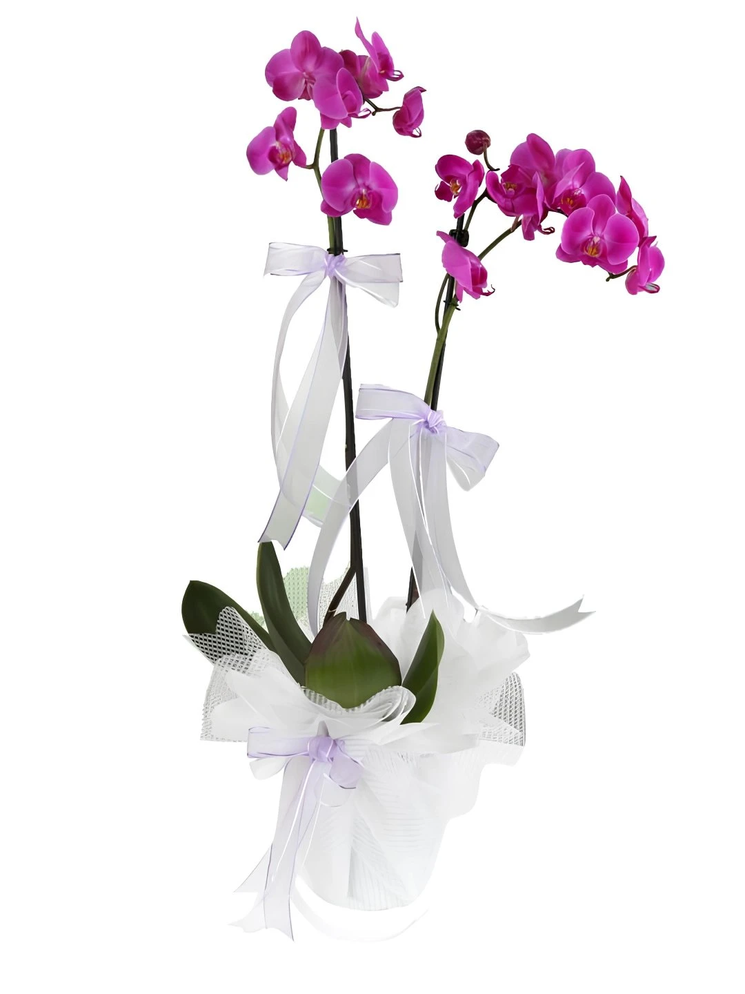 Çift Dal Aşılı İthal 1.Sınıf Fuşya Orkide