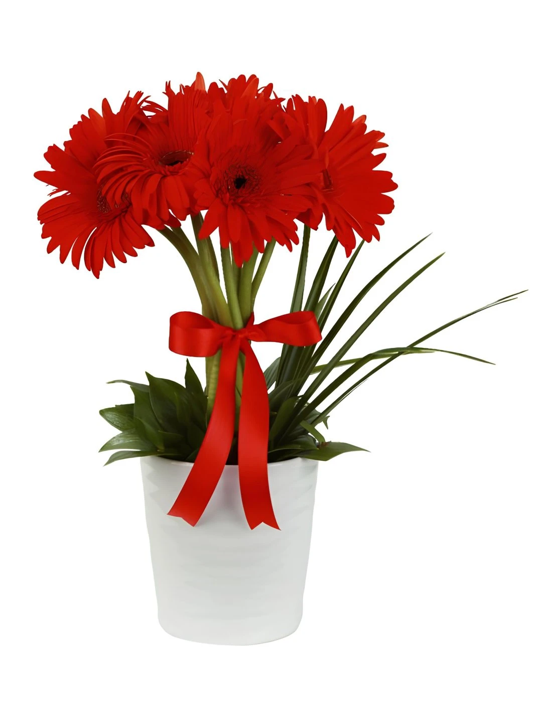 Saksıda Kırmızı Gerbera