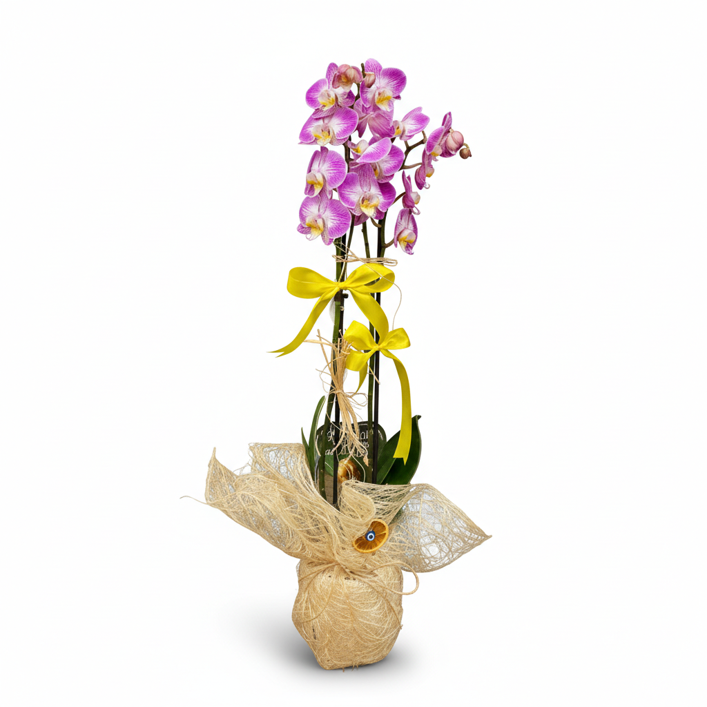 Orkide / Saksı Çiçekleri
